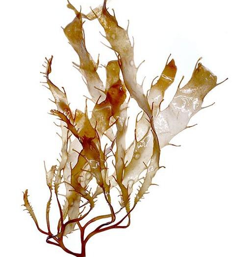 2022052013193486d8f50a356d4191916b74ce334e04fd-1