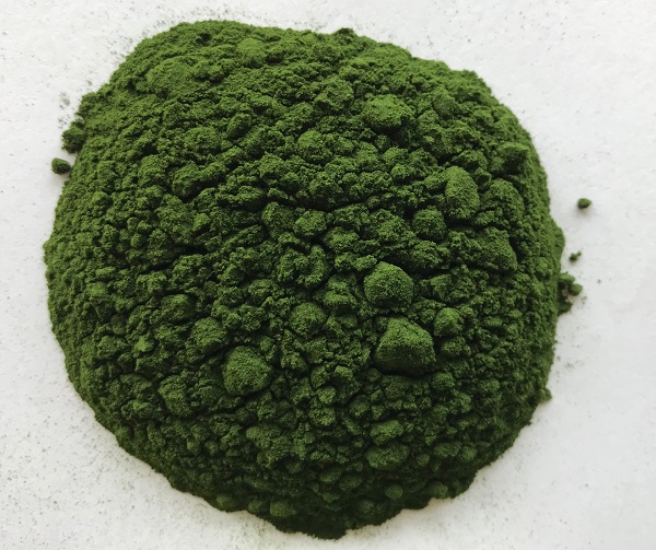 Nhà sản xuất bột Chlorella