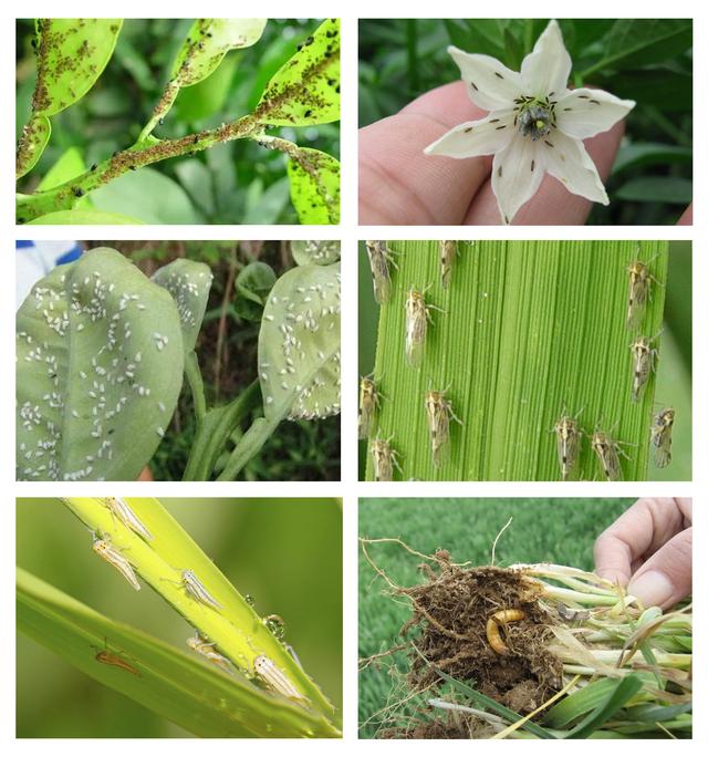 Sâu bệnh nông nghiệp