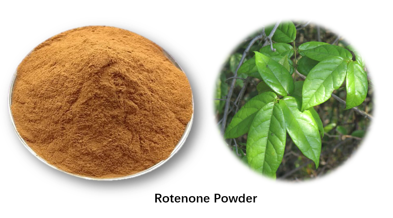 bột rotenone