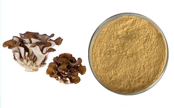 Bột nấm Maitake số lượng lớn