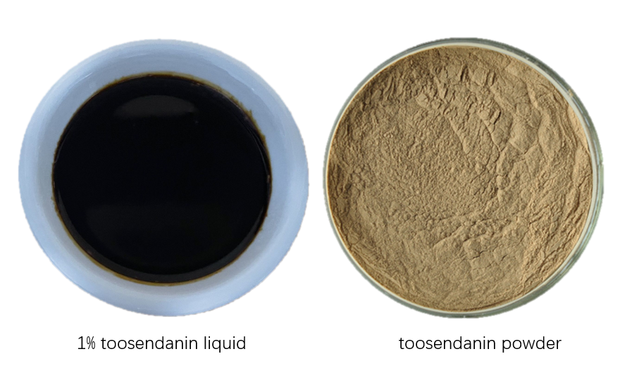 Toosendanin số lượng lớn