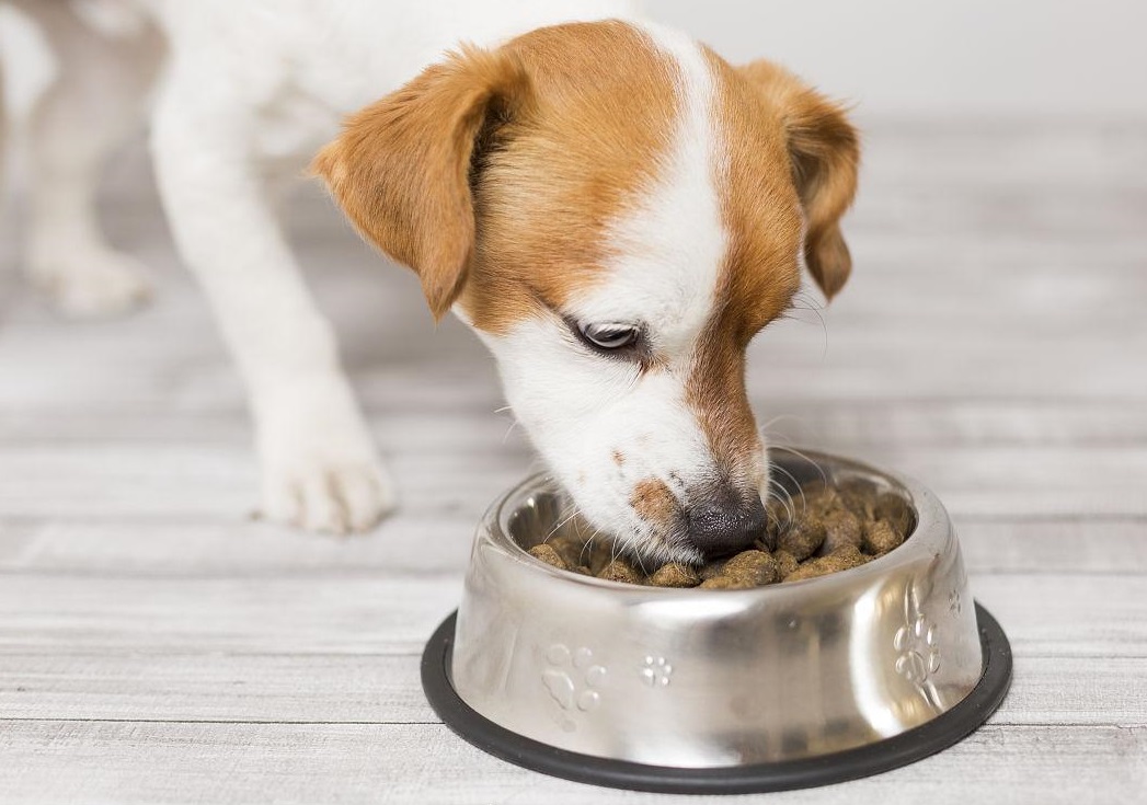 thức ăn cho thú cưng