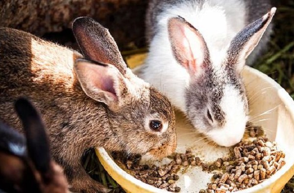 A9b059416423c1923b7c6cf66bf93eb2