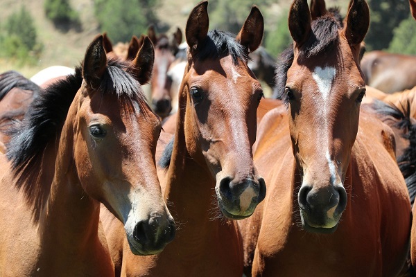 Chiết xuất cây Yucca hỗ trợ hệ tiêu hóa của ngựa như thế nào trong các công thức thức ăn hiện đại?