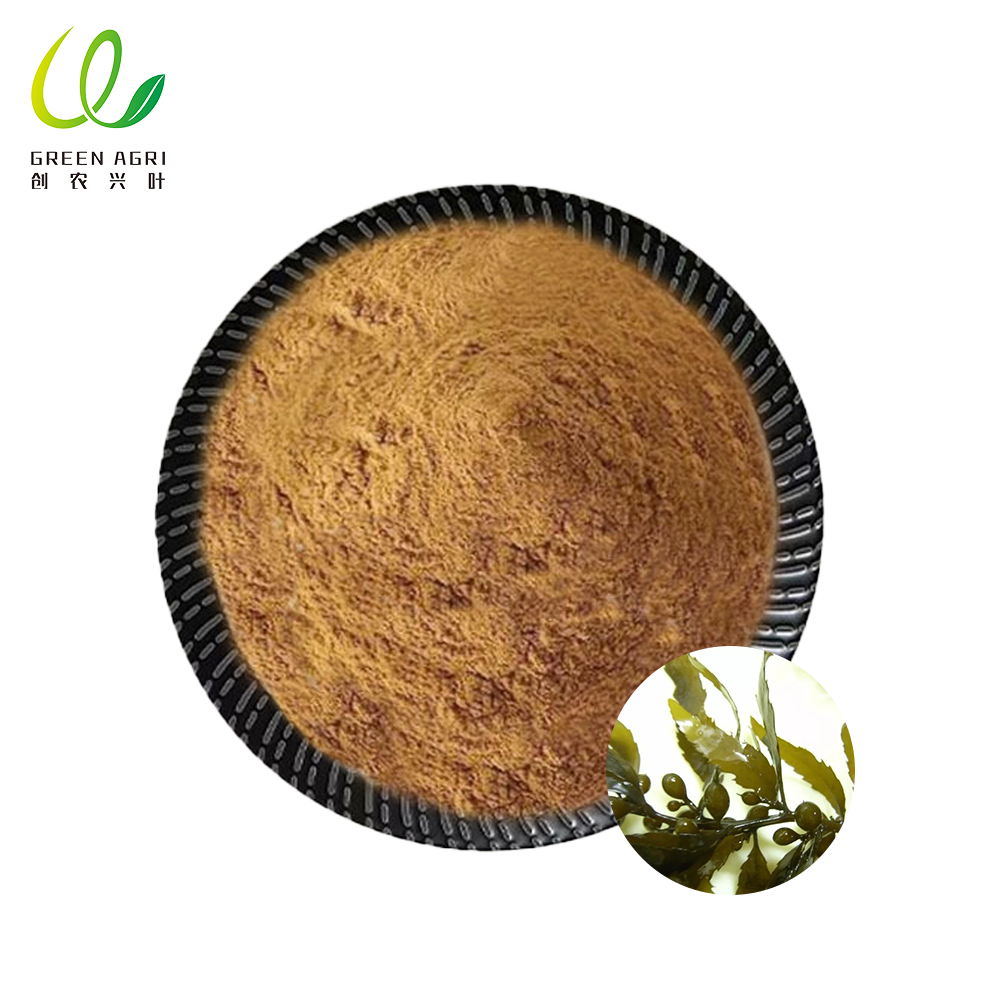 Bột rong biển nâu