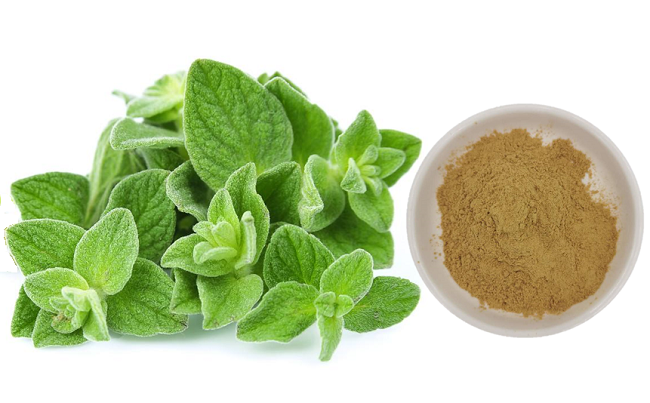 Chiết xuất kinh giới