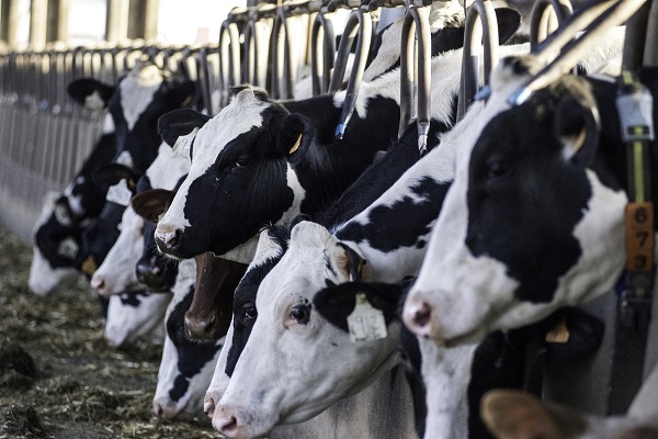 Làm thế nào để lựa chọn đúng loại phụ gia thức ăn thảo dược cho động vật nhai lại?