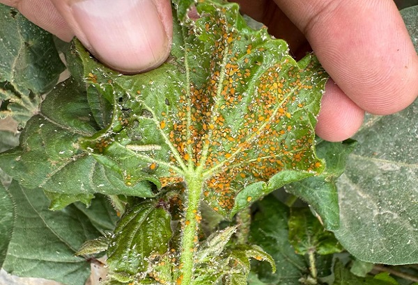 Nghiên cứu điển hình: Allicin trong các giải pháp diệt trừ sâu bệnh hữu cơ