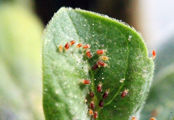 Cách sử dụng Matrine trong các loại cây trồng khác nhau: Nghiên cứu trường hợp