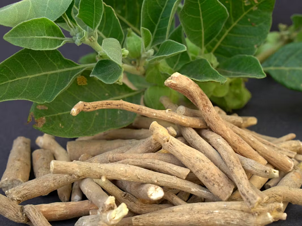 Rễ cây Ashwagandha