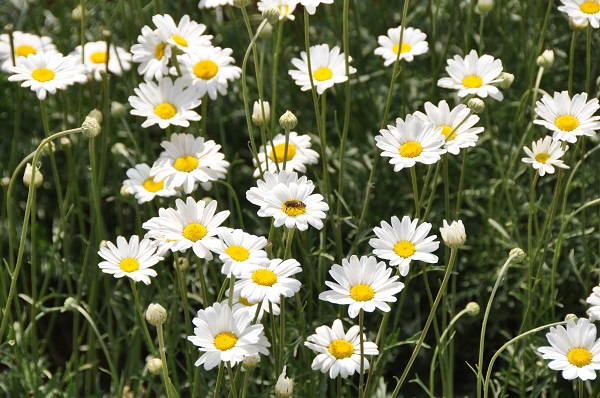 Cúc Pyrethrum