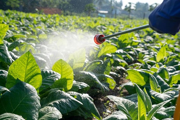 Vì sao thuốc trừ sâu có nguồn gốc thực vật đang chiếm thị phần ngày càng lớn: Giá trị chiến lược của Pyrethrins