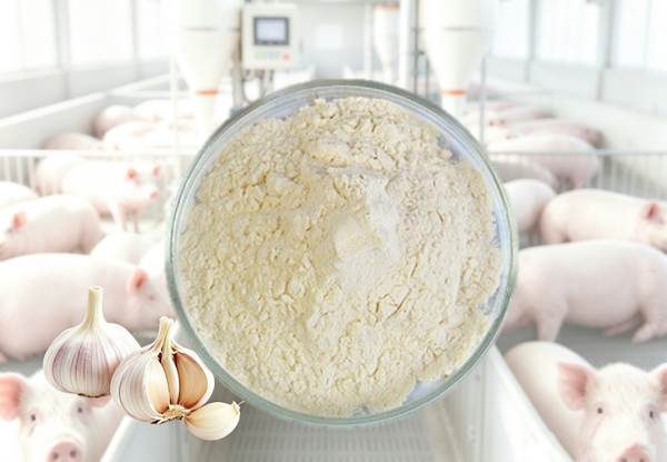 Bột Allicin, phụ gia thức ăn chăn nuôi, bán sỉ cho nhà phân phối và thương hiệu.