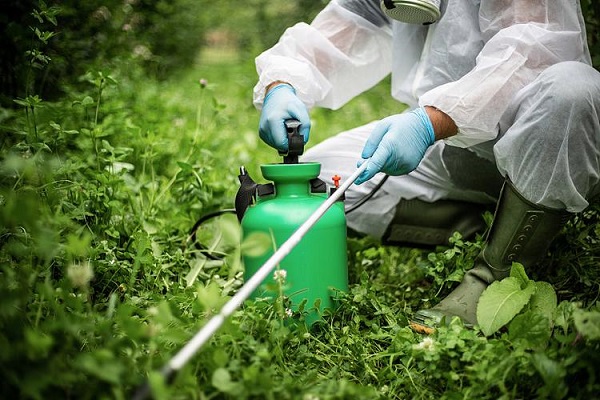Nguyên liệu kỹ thuật Toosendanin bán sỉ cho các nhà sản xuất thuốc trừ sâu thực vật