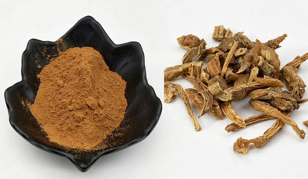 Nhà cung cấp chiết xuất Stemona Japonica