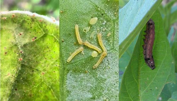 Ứng dụng chiết xuất Stemona Japonica